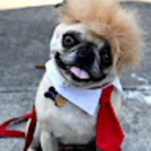 Meet your Posher, Chase